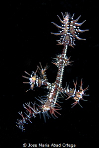 Ornate Ghost pipefish also called harlequin—ghost pipefis... by Jose Maria Abad Ortega 